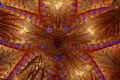   Abstract fire urchin. Taken 105mm lens 2X teleconverter. No cropping. urchin teleconverter cropping  